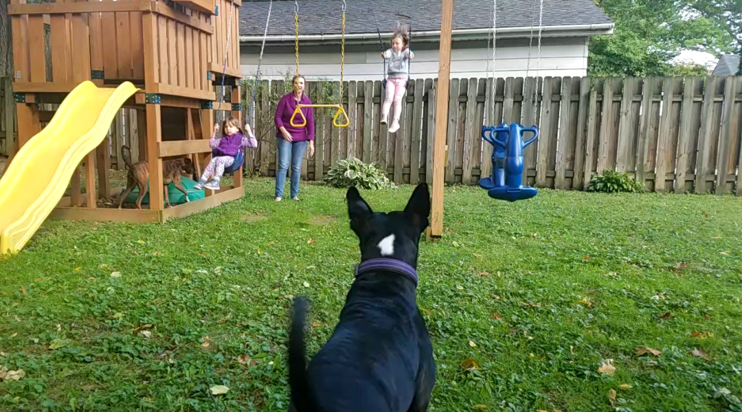 a black dog playing with kids in a backyard playground